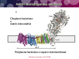 NADH dh estructura