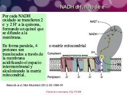 NADH dH flujo de electrones