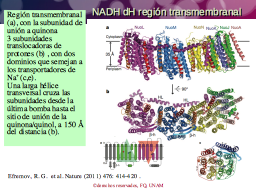 NADH dH transmembranal