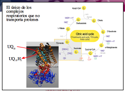 CII y ciclo de Krebs