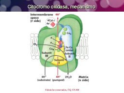 Citocromo oxidasa, mecanismo
