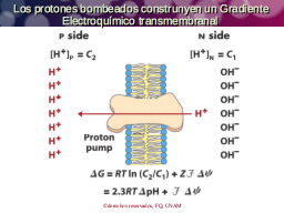 Potencial transmembranal