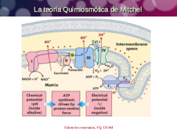 Hipotesis de Mitchel