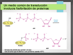 Diapo  11