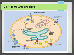 Diapo  13
