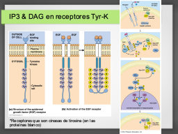 Diapo  15