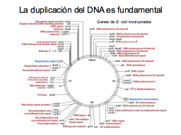 Genes de la replicación en E. coli