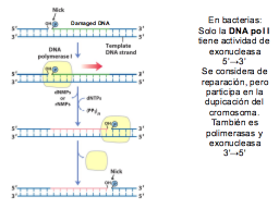 DNA polimerasa I en la reparación