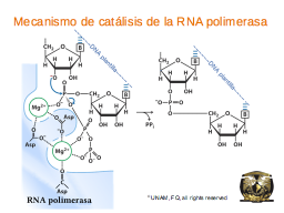El sitio activo de las RNA polimerasas