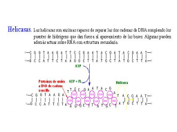 DNA helicasa