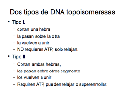 Tipos de toposiomerasas