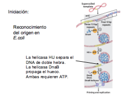Reconocimineto del Origen en E. coli