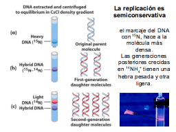 Es semiconservativa