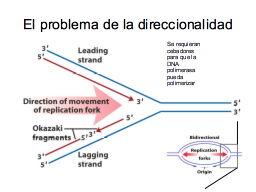 La direccionalidad en la horquilla