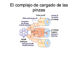 Las pinzas de procesividad