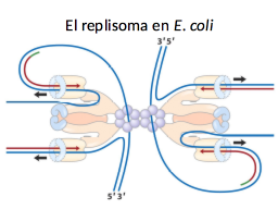 El replisoma en E. coli