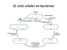 Ciclo celular en bacterias