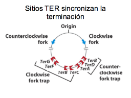 Los sitios ter y la terminación
