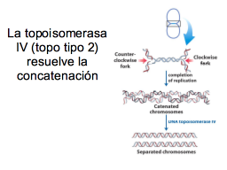 La topoisomerasa IV en la terminación