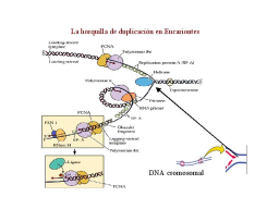 Diferencias en la elongación en Eucariotnes
