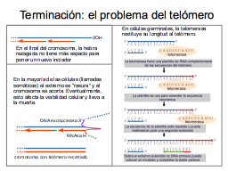 Problema del Telómero