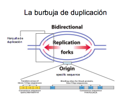 Burbuja de duplicación