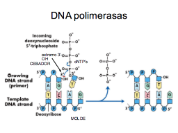 DNA polimerasas