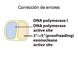 Mecanimso de corrección
