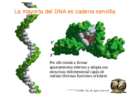La mayoría del RNA es de cadena sencilla