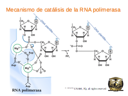 El sitio activo de las RNA polimerasas