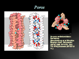 Poros transmembrana