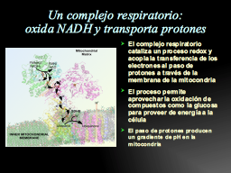Complejo respiratorio I