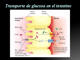 Transporte secundario de glucosa