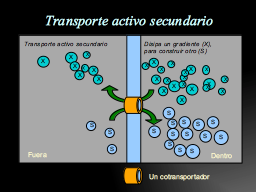 transporte activo secundario