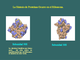 Ribosoma
