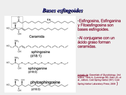 Bases esfingoides