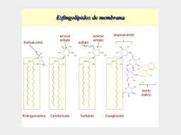 Esfingolípidos membranales.