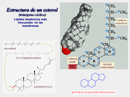 Colesterol